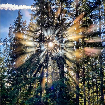 Sunbeams through trees by David Brown