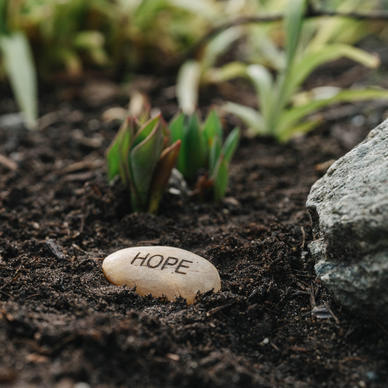 Rock with the word hope written on it laying in soil